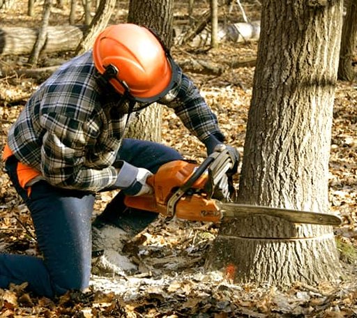 Tree Removal in Hiddenite, NC